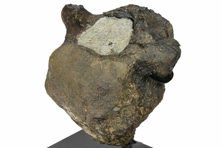 Hadrosaur (Hypacrosaur) Cervical Vertebra - Montana #131995